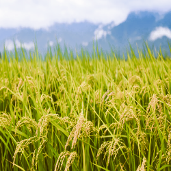 Agriculture Works